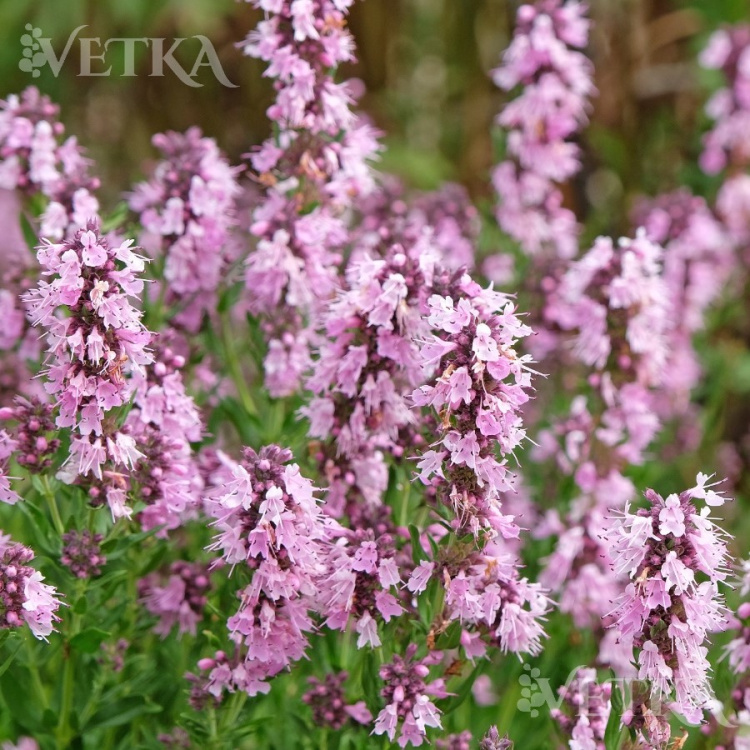 иссоп лекарственный розеус 2