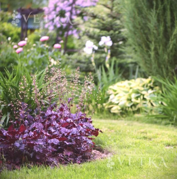 Гейхера Фореве Пепл