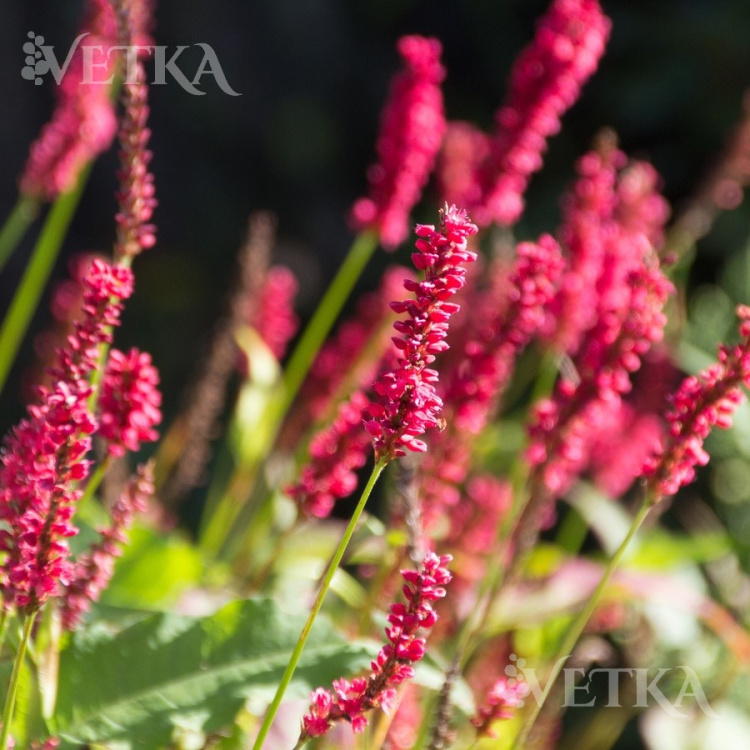 горец fat domino