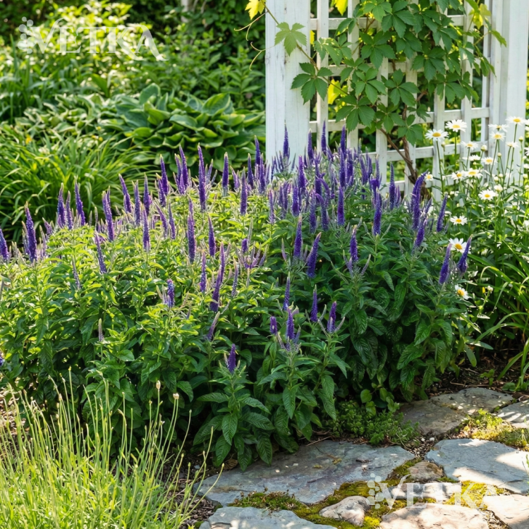 сани бордер блю