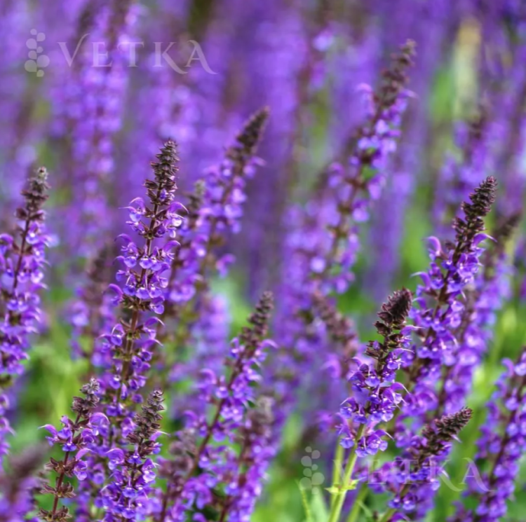 Шалфей Майнахт