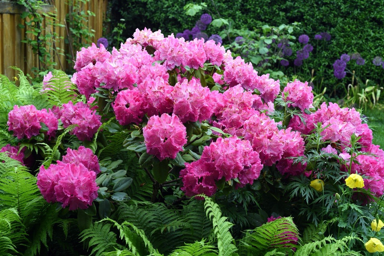 Рододендроны