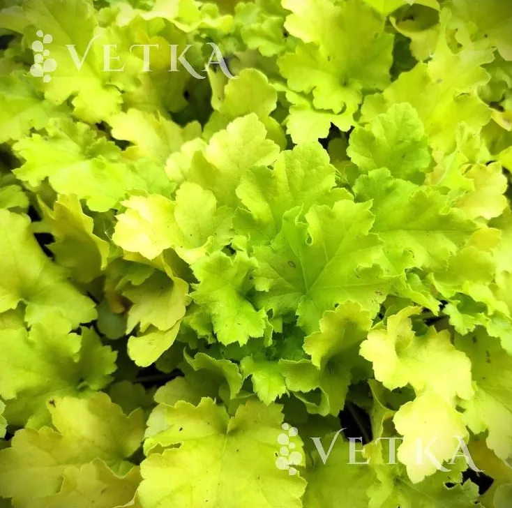 Гейхера Лайм Лимонад