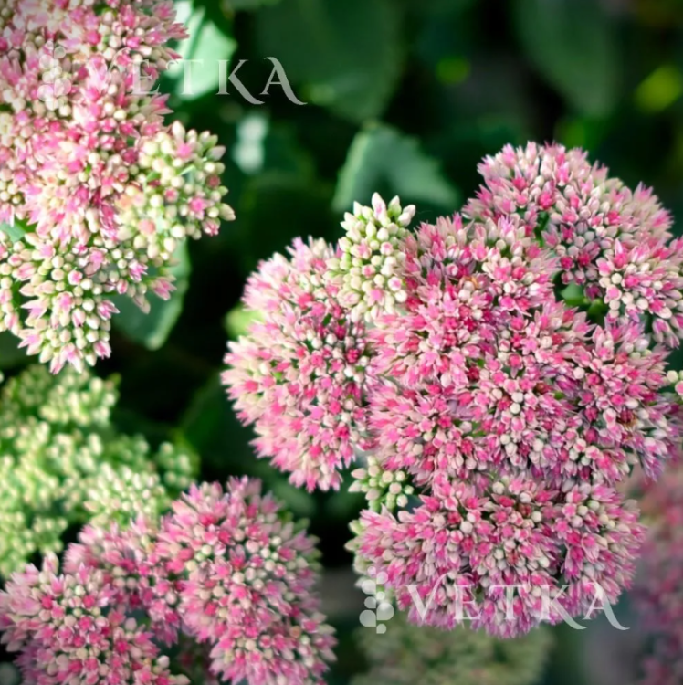 Очиток видный