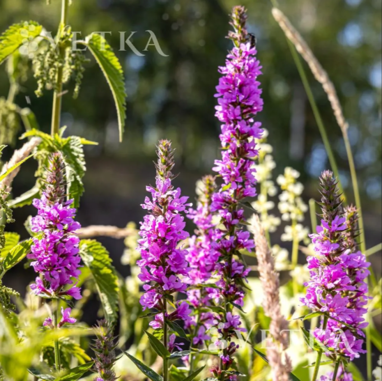 Дербенник роберт