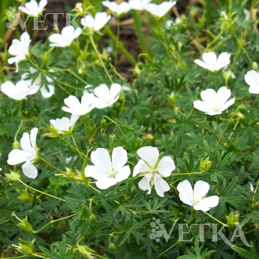 герань альбум