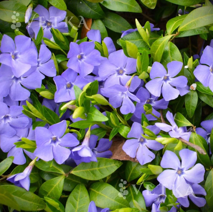 Барвинок малый