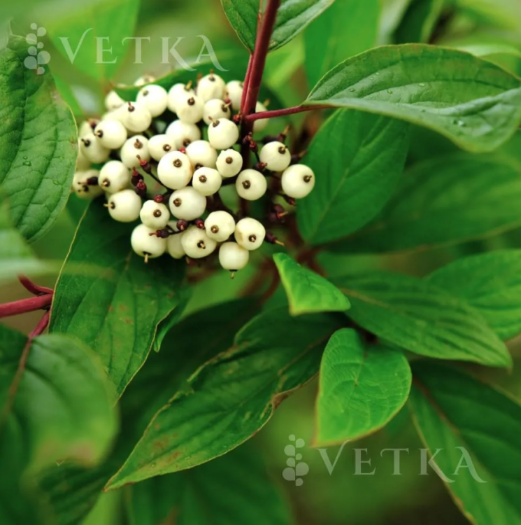 Дерен Сибирика