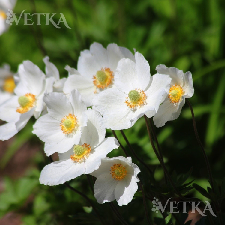 Анемона лесная 3