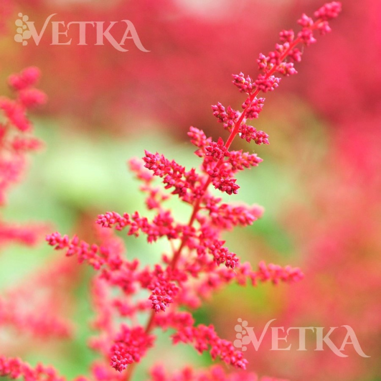 астильба дюссельдорф (1)