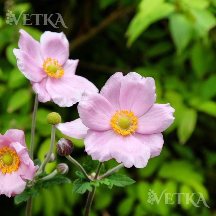 Анемона Робустима