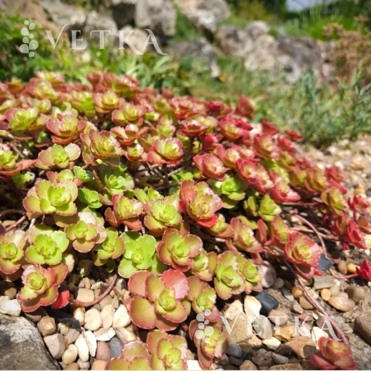 Очиток Драгонс