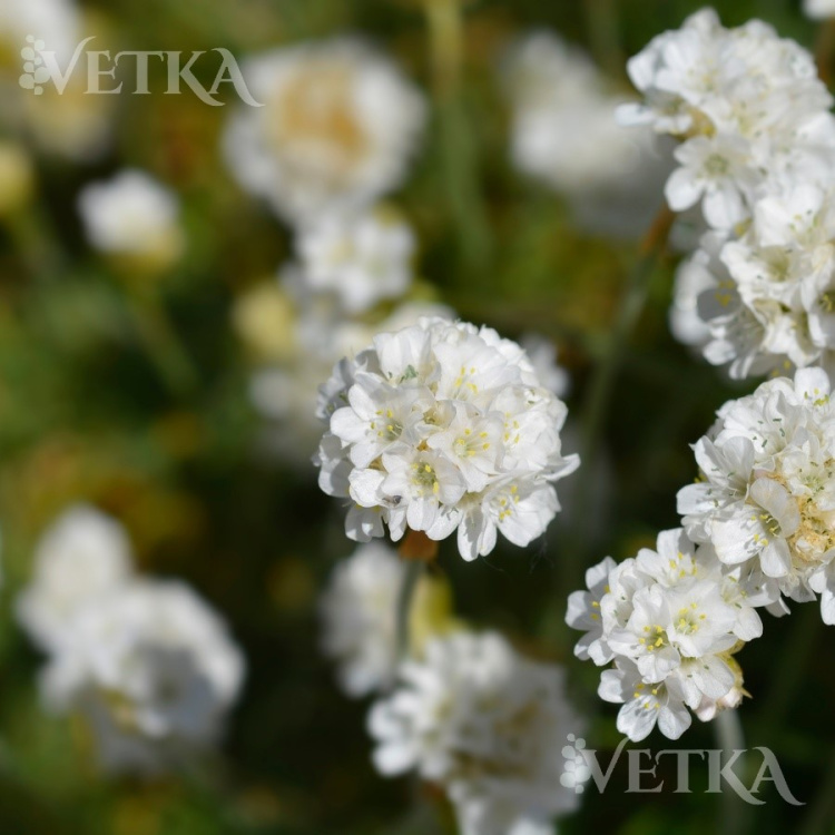 Армерия Альба 2