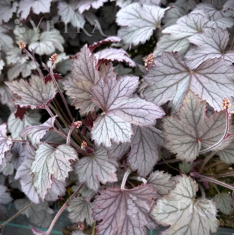 Гейхера плам каскад 3