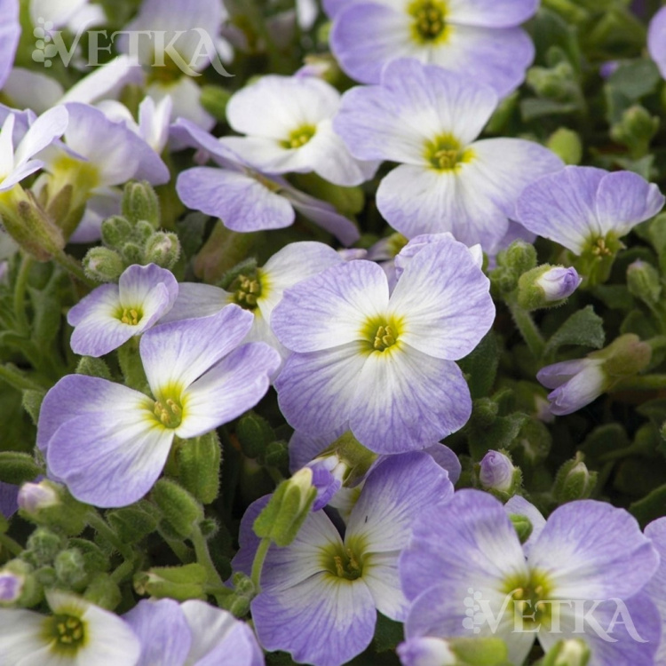 Обриета блю вайт би колор