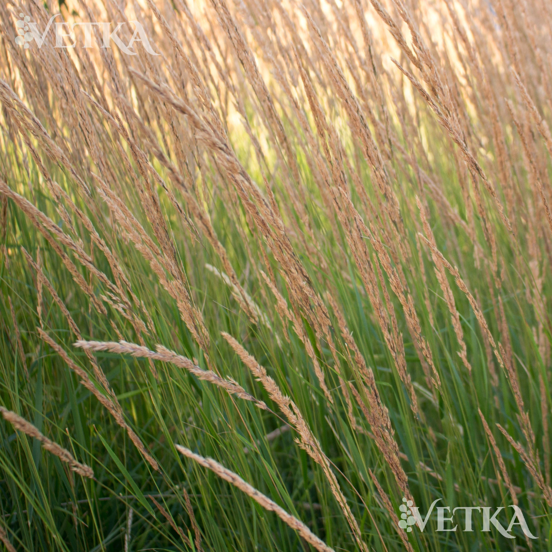 Декоративные травы