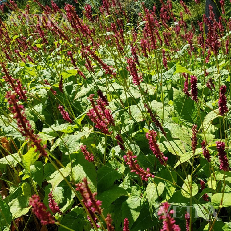 горец Black field