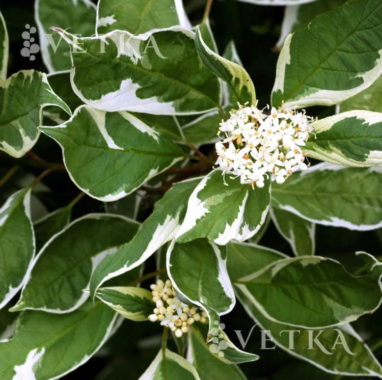 Дерен Элегантиссимо