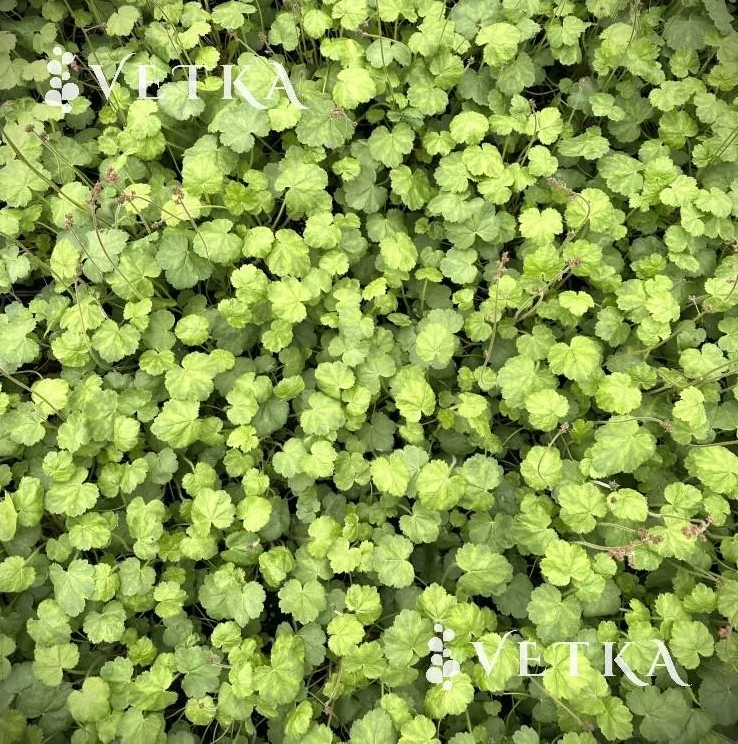 Гейхера Лефткафер