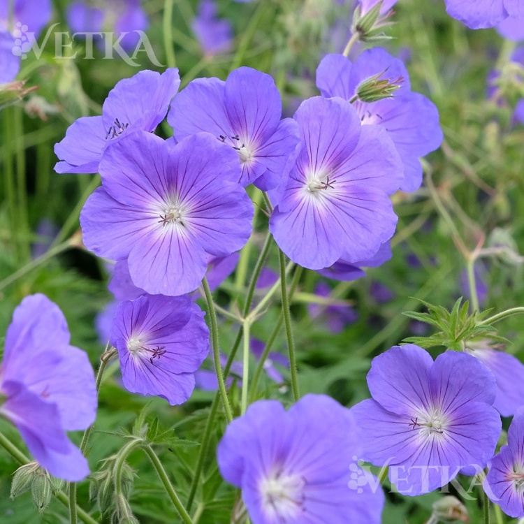 Герань Бруксайд