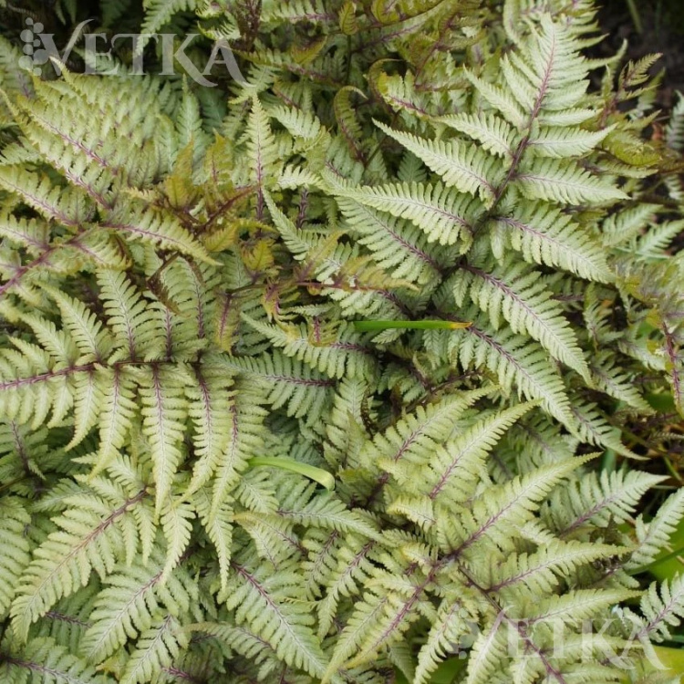 металикум ква