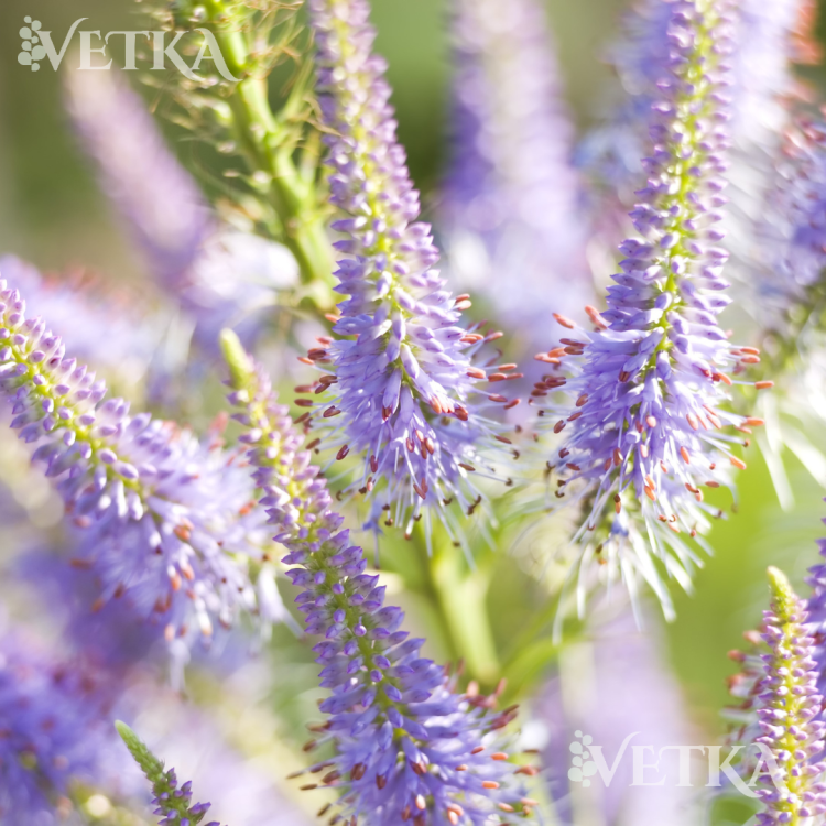 лавендентрум 2