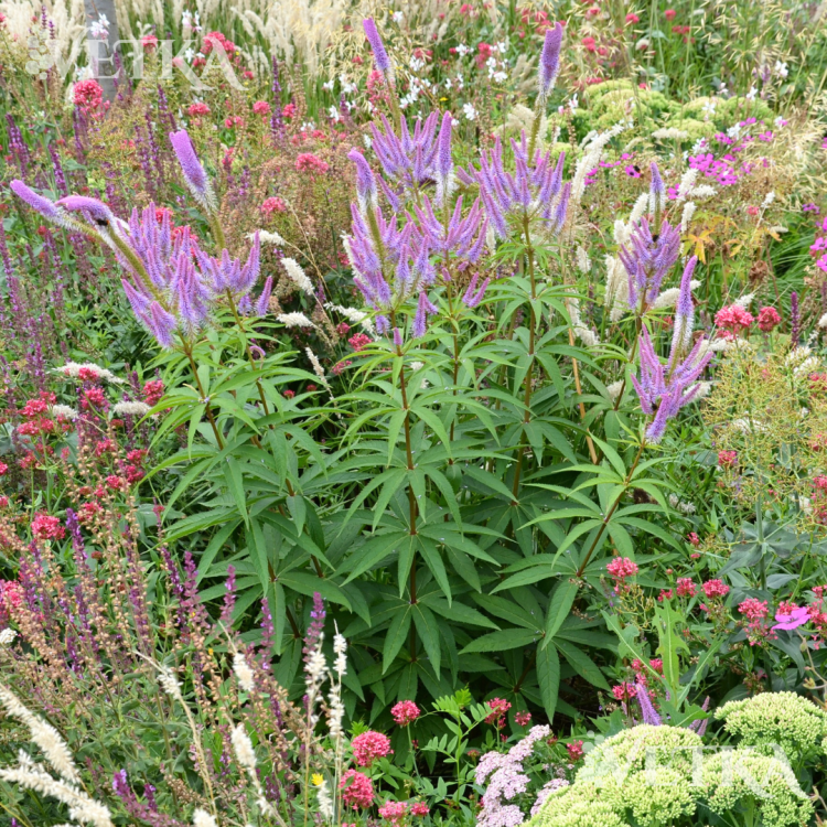 фасцинейшн