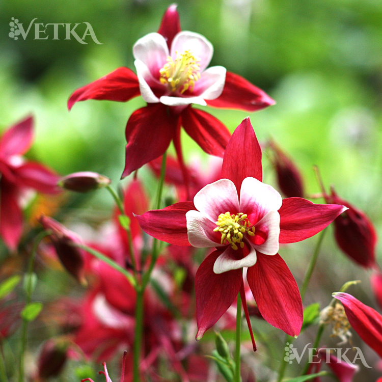 Аквилегия Rotstern 2