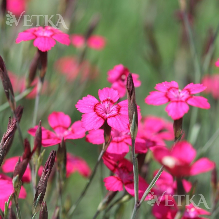 Гвоздика травянка Flashing Lights 2