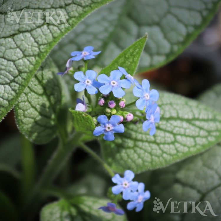 сильвер харт 2