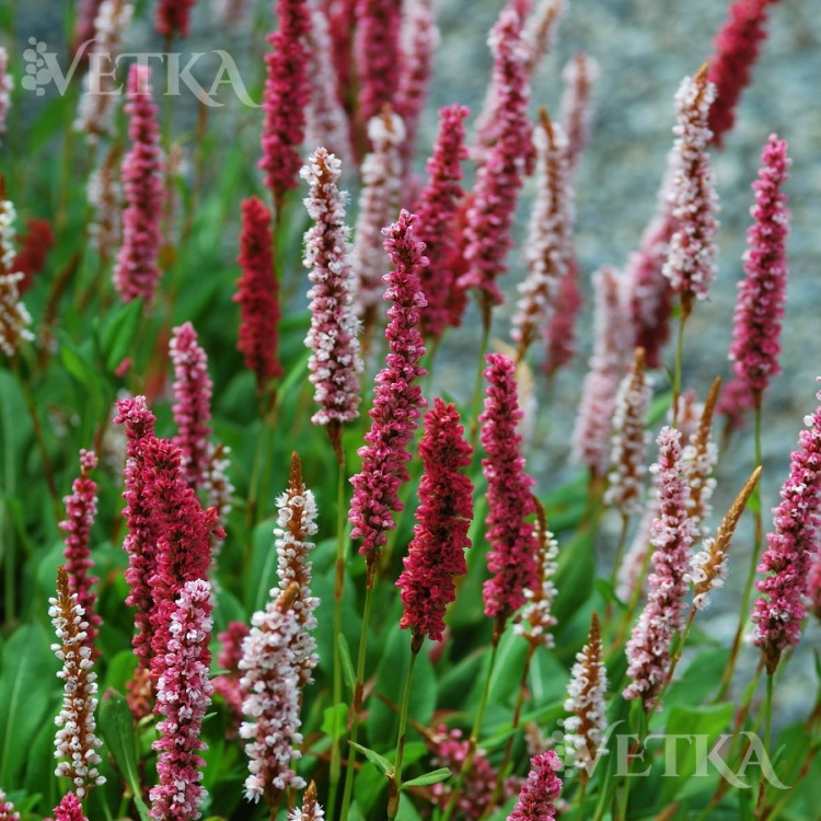 горец Кабутер 2