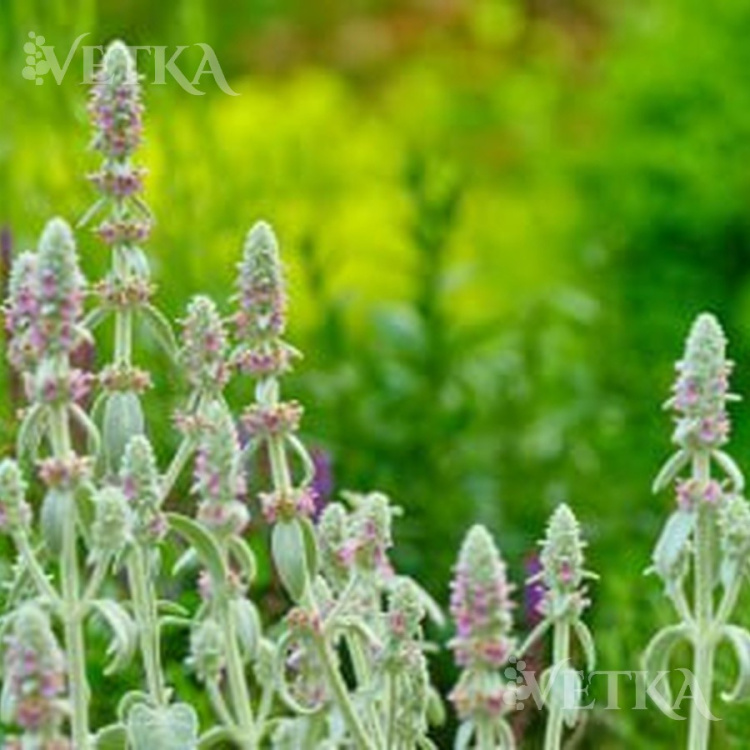 Чистец шерстистый