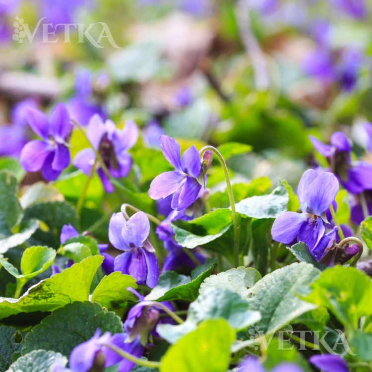 Фиалка душистая 2