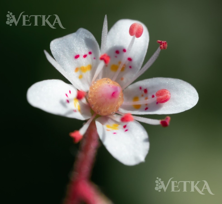 камнеломка теневая 3