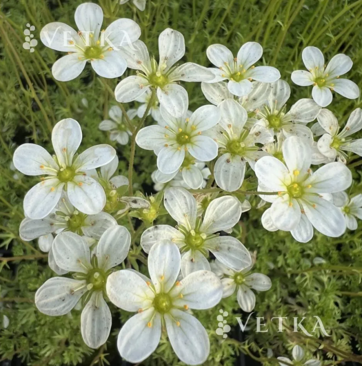 Камнеломка белая