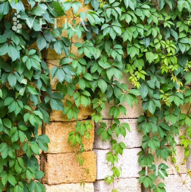 Виноград девичий