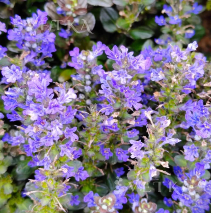 Живучка чоколайт чип