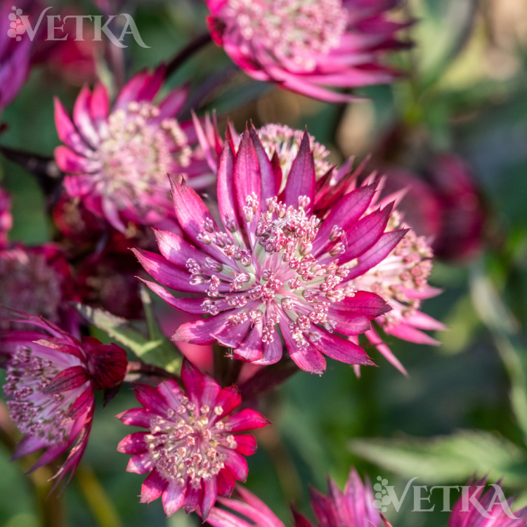 астранция ред