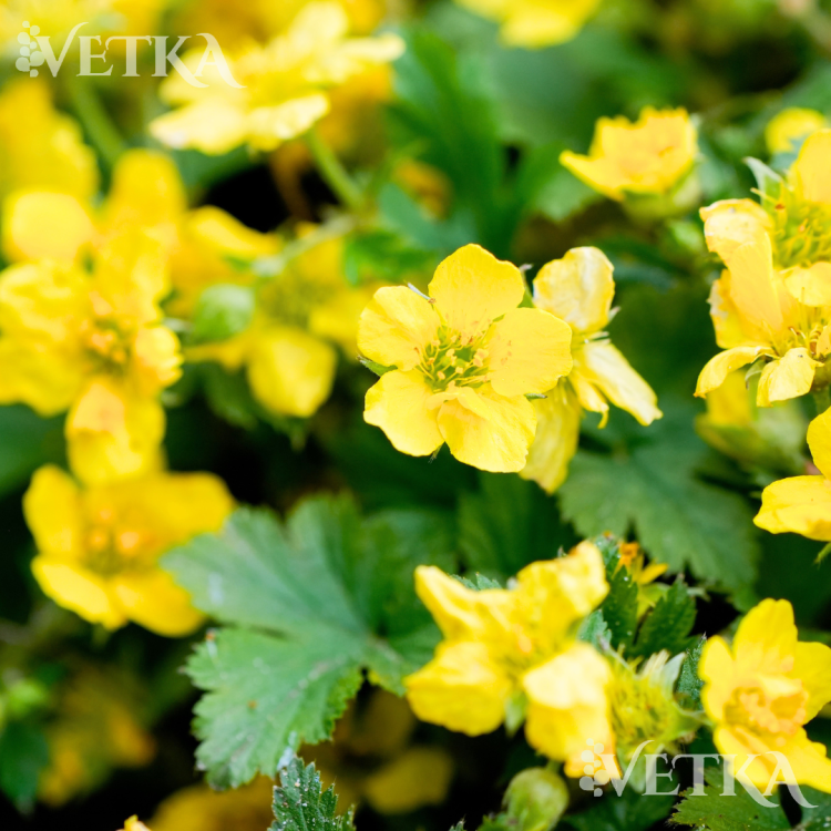 вальштейния