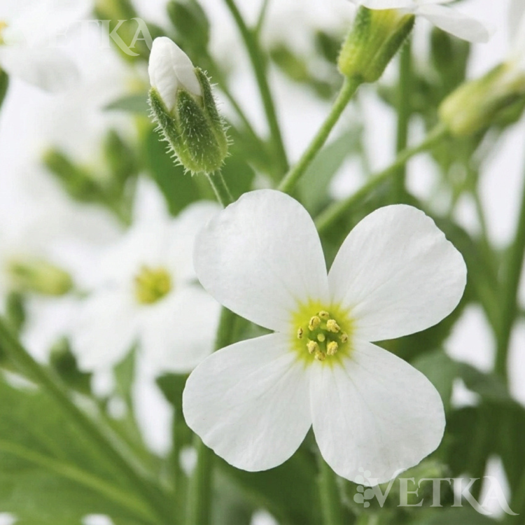 флорадо вайт 3