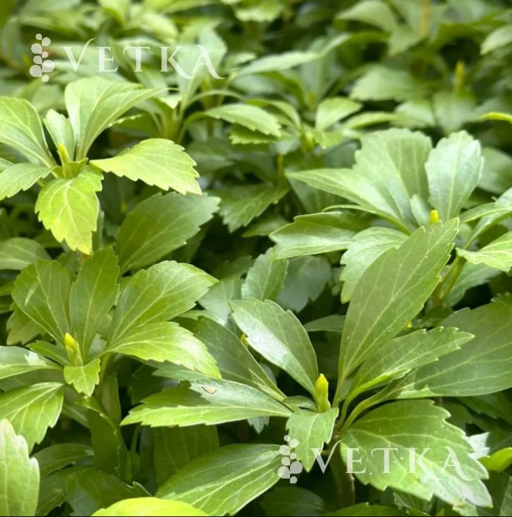 Пахизандра верх