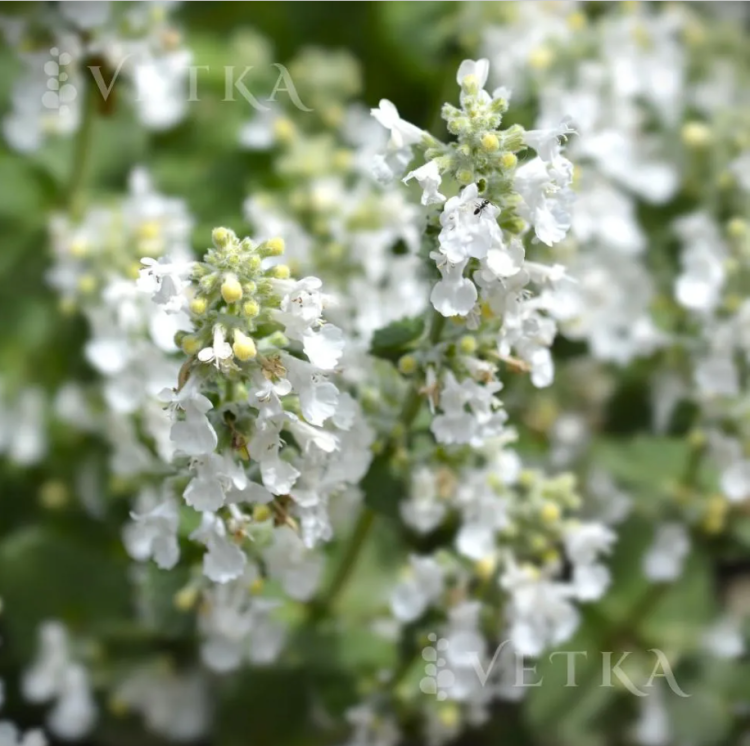 Ктовник сноуфлейк