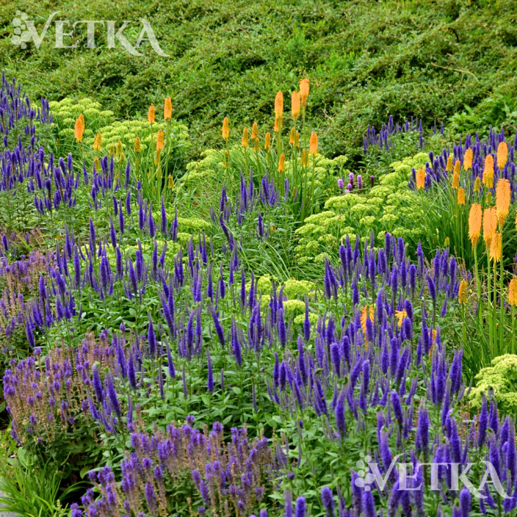 сани бордер блю 3