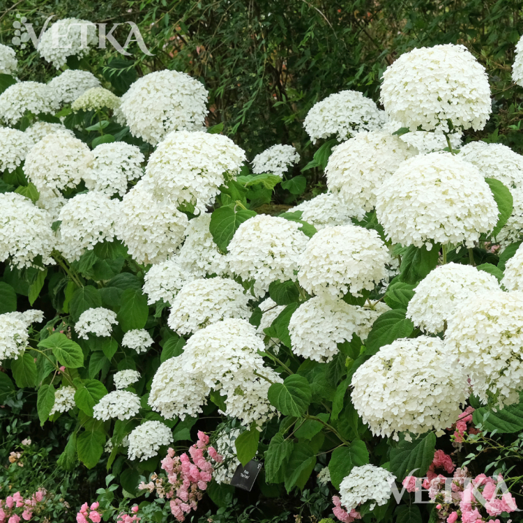 стронг аннабель