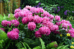 Рододендроны