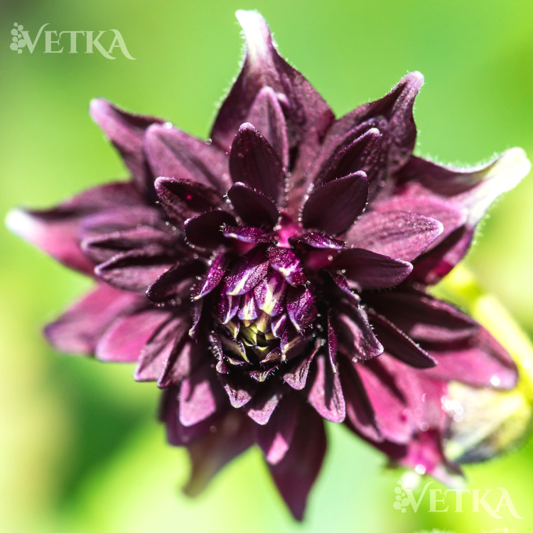 Аквилегия Блэк барлоу