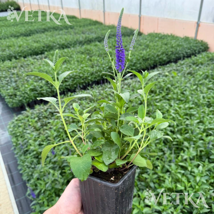 сани бордер блю 2