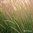 Декоративные травы
